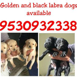Shanu dog store available show quality labra