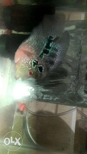 Short body male flowerhorn..active..pules doted
