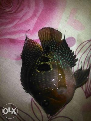 Short body red dragen