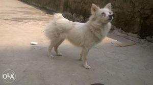 Short pomeranian female 14 months old available
