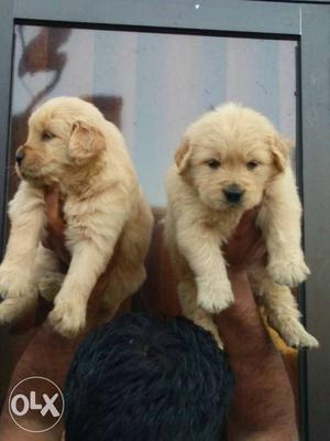 Show Quailty Golden Retiver Male And Female Puppy