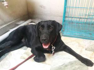 Show quality 13 months old labrador urgent sell