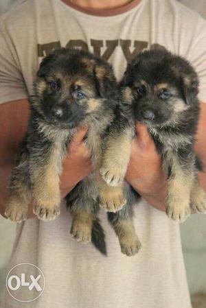 Show quality GSD Male Female Puppys available.