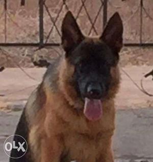 Show quality GSD male one year old puppy