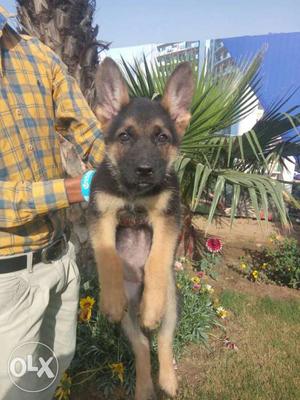 Show quality German Shepherd pups available