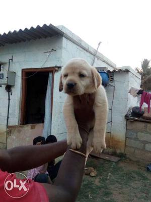 Show quality Lab male puppy 30 days old for more information