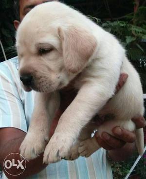 Show quality Labrador male pups available in