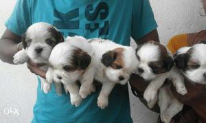 Show quality ShihTzu Puppy's For Sale with Kci Last 2 male I