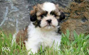 Show quality Shiz tz puppies avable pure breed