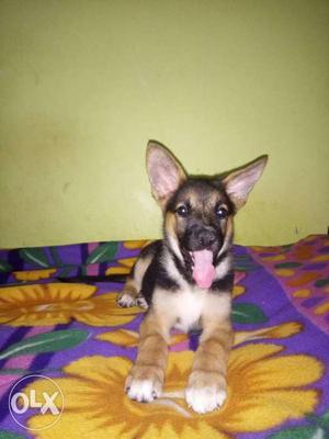 Show quality female Gsd puppy available at best