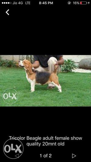Show quality female beagle tri colour