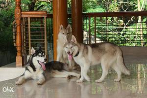 Siberian Husky 2 male and 1 female