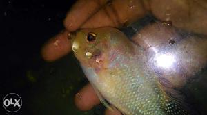 Silver And Brown Flowerhorn Chiclid