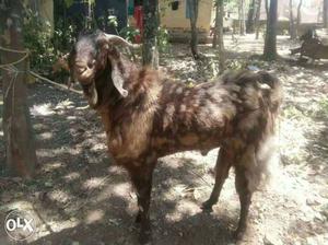 Sirohi breed goat