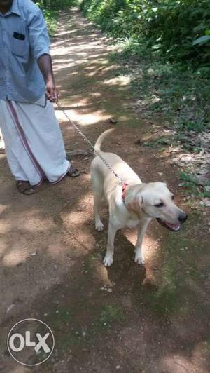 Six months old Lab male for sale