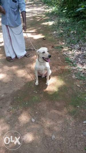 Six months old female Lab for sale