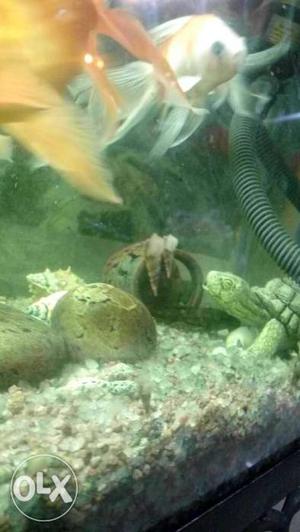 Snail for live fish tank at cheapest price 50 per 1 snail