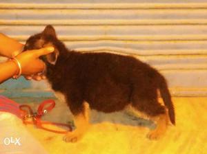 Sowqyt Show quality gsd female puppy for sale