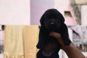 Strong breed healthy labrador puppies longlife and all breed