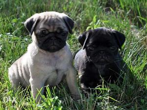 Superb quality pug puppies