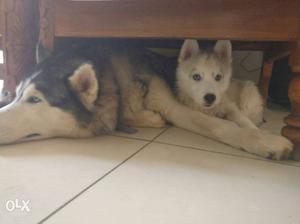 Syberian husky puppies for sale blue eyes 2