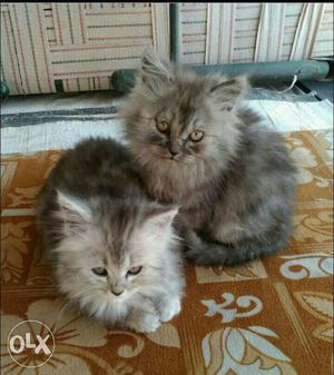 This is Persian cat pair original price is 