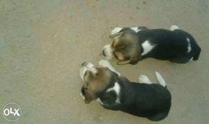 This puppy for sale 2 female available
