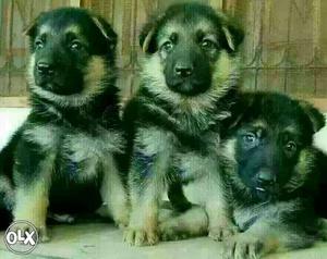 Three Black And White Long Coated Puppies