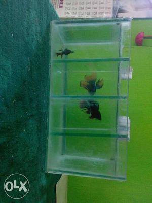 Three Long Fins Pet Fishes