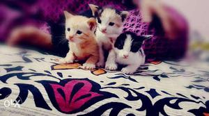 Three Short Coat Kittens
