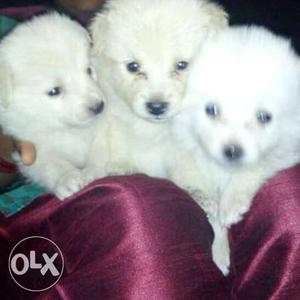 Three White Long Coated Puppies
