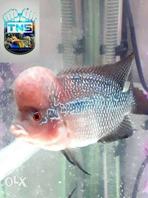 Tns Aquaplanet Imported Breed Flowerhorn Fishes