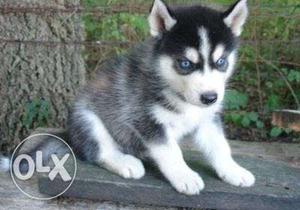Top Husky puppies line hair with Paper in for sales in