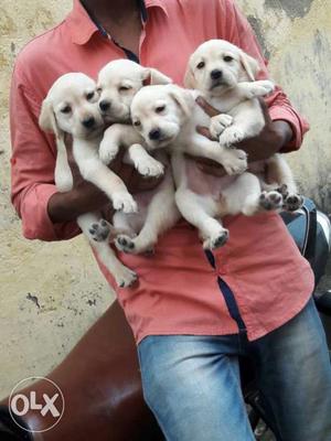 Top quality LAB pups for sall All types of dog