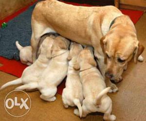 Top quality Labrador puppies available for sale
