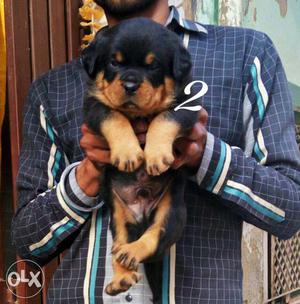 Top quality Rottweiler male female available with