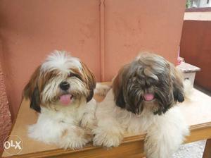 Two Brown-and-white Shih Tzu