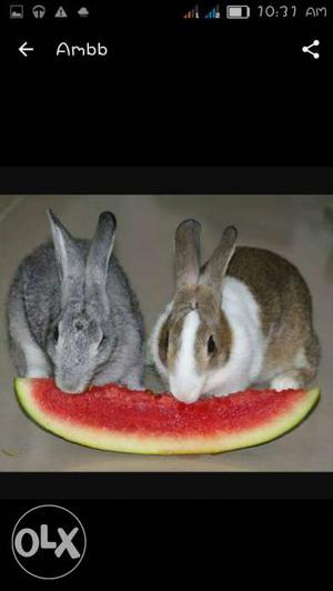 Two Gray And Brown Rabbits