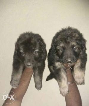 Two Gray-and-black Coated Puppies