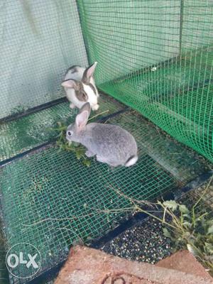 Two Grey And White Rabbits