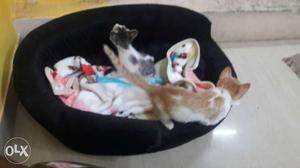 Two Kittens With Black Pet Bed