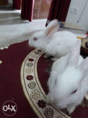 Two Short Fur White Rabbits