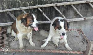 Two St Bernard Dogs