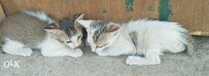 Two White And Brown Tabby Kittens