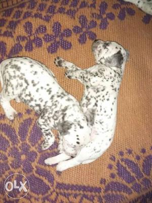 Two White Gray Spotted Short Coated Puppies