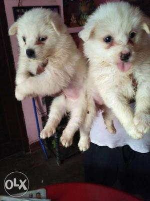 Two White Japanese Spitz Puppies..Happy pet shop Gola road