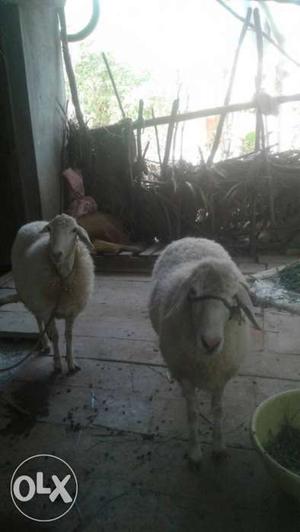 Two White Sheep