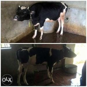 Two cows Breed- Holstein Friesian Age of mother- 3 and