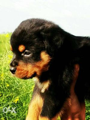 Ultimate rottweiler male pup for sale contact as