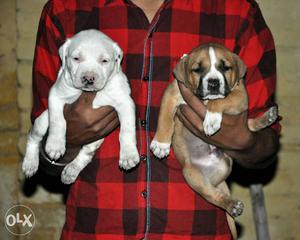 Ultimately Real American Pitbull Puppies For Sell
